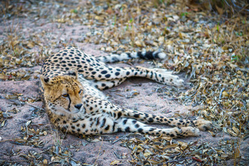 Naklejka premium cheetah in kruger national park, mpumalanga, south africa