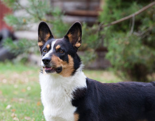 Dog breed Welsh Corgi Cardigan portrait in the yard against the background of a wooden fence