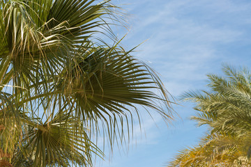Branches of date palms under blue sky in Summer