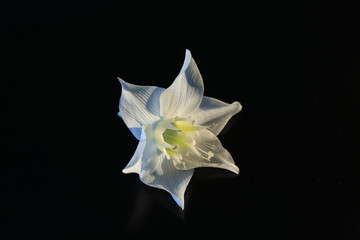  Eucharis or Amazonian white lily on a black background close-up