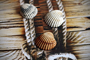 Sea shells on background