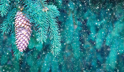 Background of Christmas tree branches with fir cones and snow.