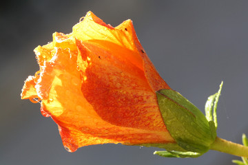 Hibiscus © Stephan von Mikusch