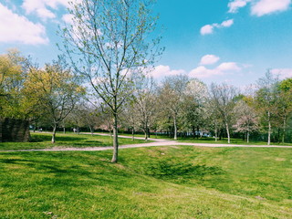 Summer Meadow in the middle of the city - Prague, Czech