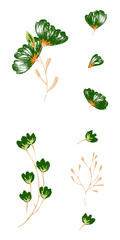 Tropical flowers set. Vector design isolated elements on the white background.
