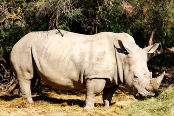 Foto op Plexiglas Rhinoceros © Catherine Fraisse
