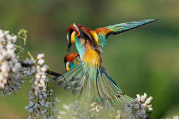 beautiful birds mate in spring on a flowering branch