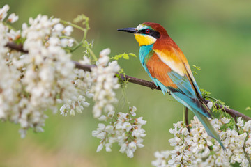 beautiful colored bird among the flowers of a blossoming tree
