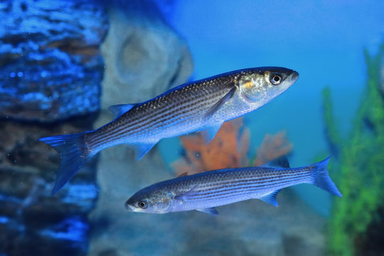 Flathead grey mullet (Mugil cephalus)