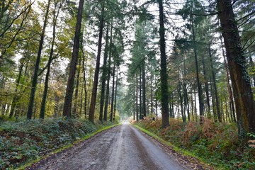 Fototapeta premium route de forêt