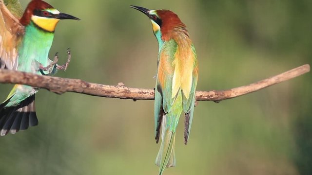beautiful colorful bird sings a spring song