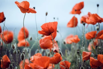 Fotobehang the poppies field © Sergii Mostovyi