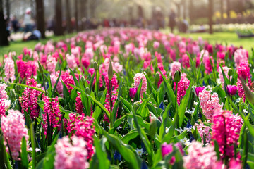 One of the world's largest flower gardens in Lisse, the Netherlands. Close up of blooming flowerbeds of tulips, hyacinths, narcissus