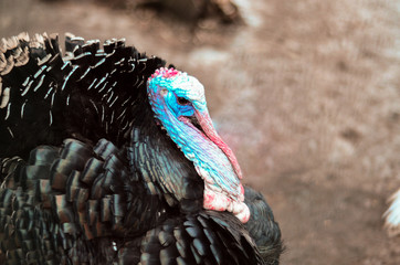 Alive big turkey male, puffy gobbler closeup, black feathers, farming bird, thanksgiving
