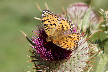 Mariposa