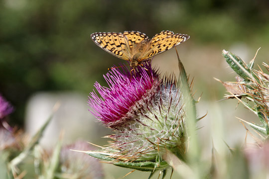 Mariposa