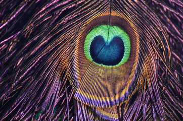 Naklejka premium Bright peacock texture, colorful peacock feather background, modern fashion backdrop