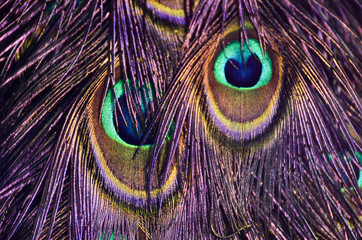 Bright peacock texture, colorful peacock feather background, modern fashion backdrop