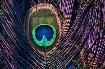 Bright peacock texture, colorful peacock feather background, modern fashion backdrop