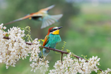 bee-eater looks with interest among the flowers of a blossoming tree