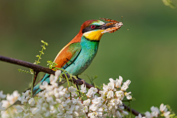 Obraz premium bee-eater with a butterfly in its beak among flowers of a blossoming tree