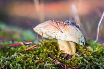 Russula mushroom growing among moss in autumn forest