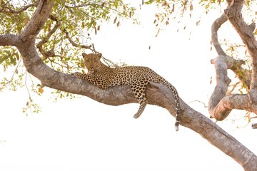 Leopard laying on a tree while looking down to the camera