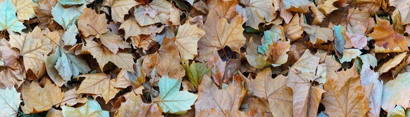 autumn leaves background. dry platanus leaf background