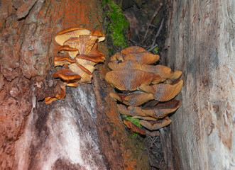 orange mushrooms on the trunk of an old tree