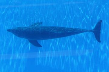 Delphin © Stephan von Mikusch