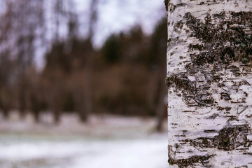 Fototapeta premium Nature background with birch tree. Autumn background with copyspace. Wnter season. Soft focus. Beautiful fall season scene. Stock photography.