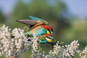 pair of beautiful colored birds on a flowering tree branch