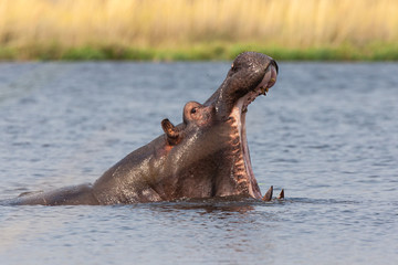Fototapeta premium hippo in water in africa