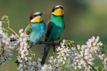 pair of beautiful colored birds on a flowering tree