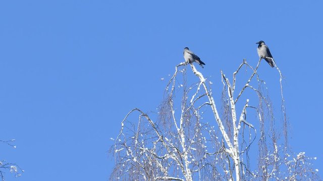 Two crows sitting on snow covered birch treetop