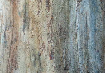 texture of old tree without bark.Background and texture.
