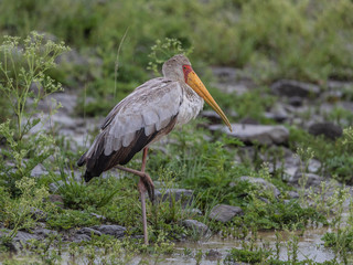 A lonely African Yellow-billed Stork is standing in the rain like a statue, Nairobi National Park,...