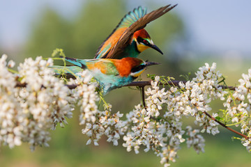 wild birds sit on a flowering tree