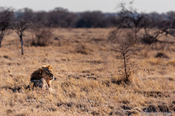 Impression of a Male Lion - Panthera leo- resting on the plains of Etosha national park, Namibia; catching the early morning sun.