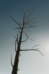 Dead tree against clear blue sky