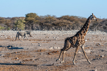 Fototapeta na wymiar One Angolan Giraffe - Giraffa giraffa angolensis- galloping nervously on the plains of Etosha national park, Namibia.