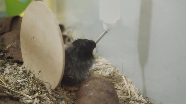 Hamster drinking water from water bottle in his big cage.