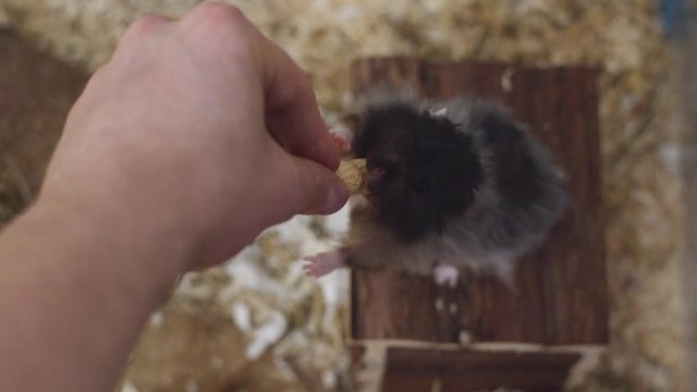 Hand feeding hamster with a peanut. Hamster takes peanut into his cheek.