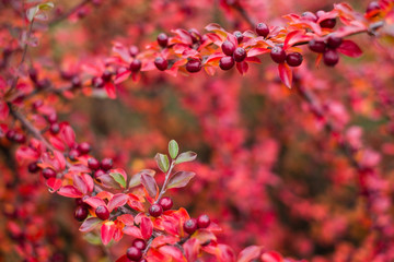 Cotoneaster horizontalis plant