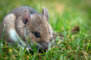 Mouse sitting in the grass