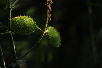green Datura wrightii seed pods or Datura seed pods on the tree