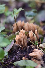 Korallen (Ramaria)