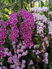 gardens in the flower