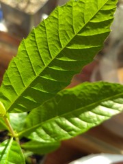 green leaves of fern