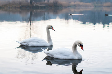 white swans with small swans on the lake
